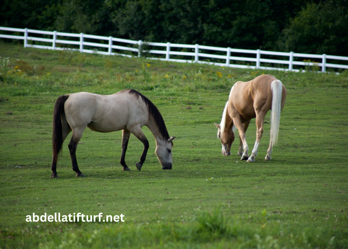 Cheval DE Base