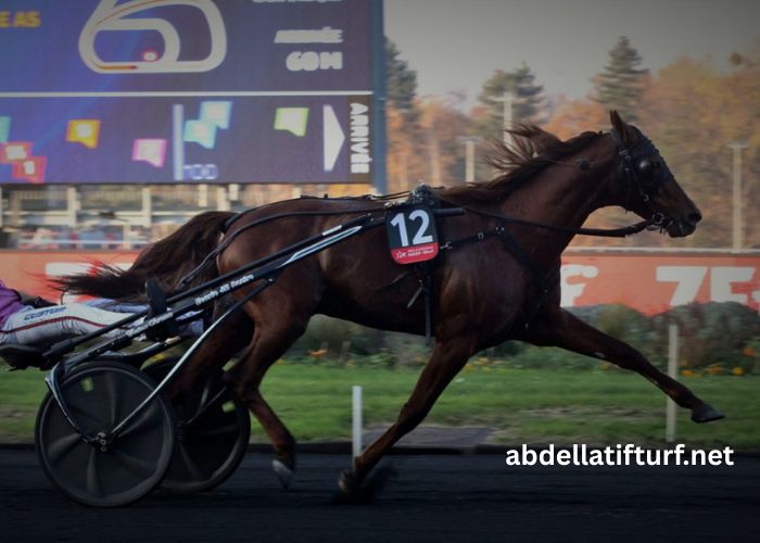 Cheval Gagnant Vip (1)