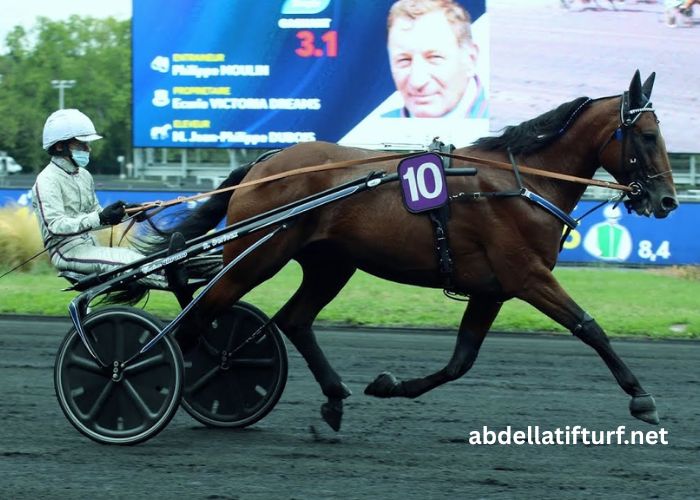 Power Turf Gagnant