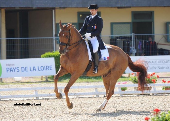 Un Cheval Par Jour
