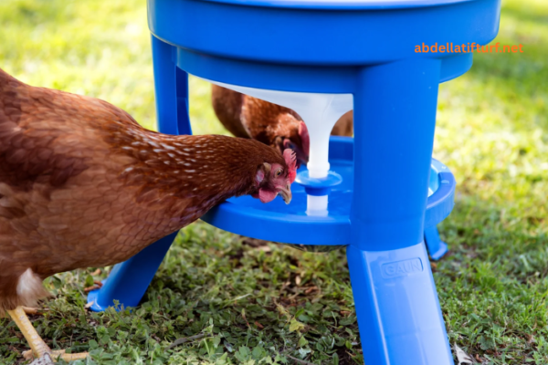 How to Choose the Best Chicken Waterer for a Healthy and Happy Flock