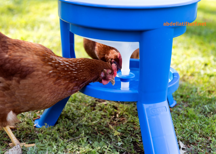 How to Choose the Best Chicken Waterer for a Healthy and Happy Flock